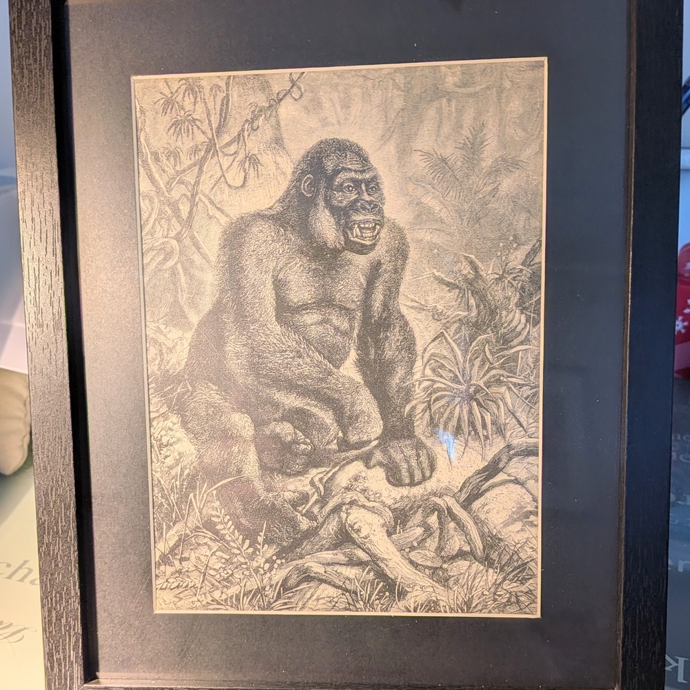 Vintage 127 Year Old Framed Gorilla Sketch Art in Black Frame- Upcycled Book